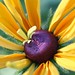 Susan Summers Photo 34