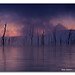 Dawn Reynolds Photo 22