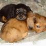 Sharon Starr Photo 11