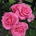 Rhonda Flowers Photo 23