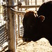 Jan Bull Photo 9