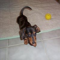 Diana Gillespie Photo 15