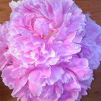 Kimberly Kirk Photo 29