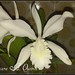 Marie Skelly Photo 16