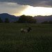Deborah Loveland Photo 12