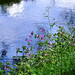 Ellen Nettles Photo 6