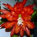 Debra Cartwright Photo 17