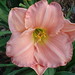 Martha Spaulding Photo 6