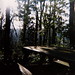 Diana Lewis Photo 43