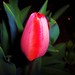 Philip Vines Photo 9