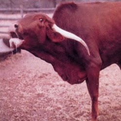 Jp Devine Photo 1