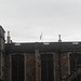 Scot Ward Photo 17