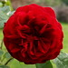 David Braithwaite Photo 41