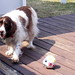 Marlin Springer Photo 6