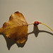 Marie Alford Photo 17