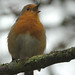 Robin Mead Photo 16