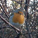 Robin Ireland Photo 13