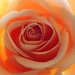 Rose George Photo 14