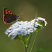 Ed Small Photo 10