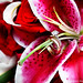 Sara Sandifer Photo 6