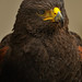 Richard Hawk Photo 28