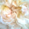 Nancy Howes Photo 22