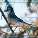 Jay Quick Photo 25
