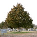 Ellen Hendrick Photo 7