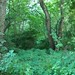 Frederick Wilkes Photo 15