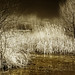 Anne Pond Photo 9
