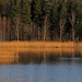 A Reed Photo 20