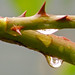 Jeff Thorn Photo 31