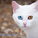 Candace Short Photo 25
