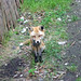 Felix Fox Photo 6