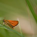 Skipper Tyler Photo 11