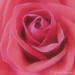 Jennifer Rose Photo 30