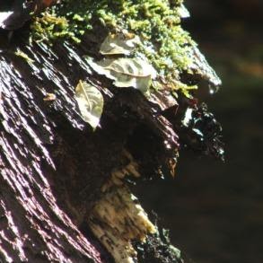 David Pennington Photo 35