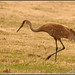Morris Crane Photo 10