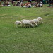 Timothy Shepherd Photo 14