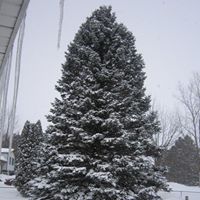 Debbie Simons Photo 8