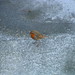 Robin Gast Photo 10