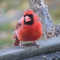 Debbie Thomason Photo 28