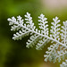 Dusty Miller Photo 45