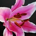 Lily Huang Photo 23