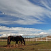 Faith Paddock Photo 6