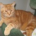 Ronnie Reese Photo 19
