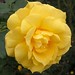 Catherine Mccauley Photo 20
