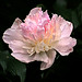 Bud Rich Photo 9