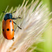 Mark Grise Photo 8