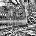 Mary Laks Photo 4